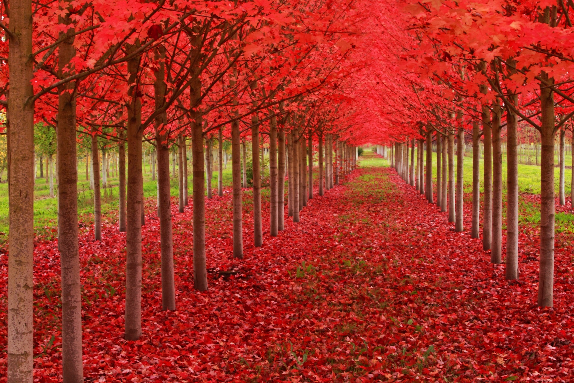 Hình ảnh rừng cây lá đỏ