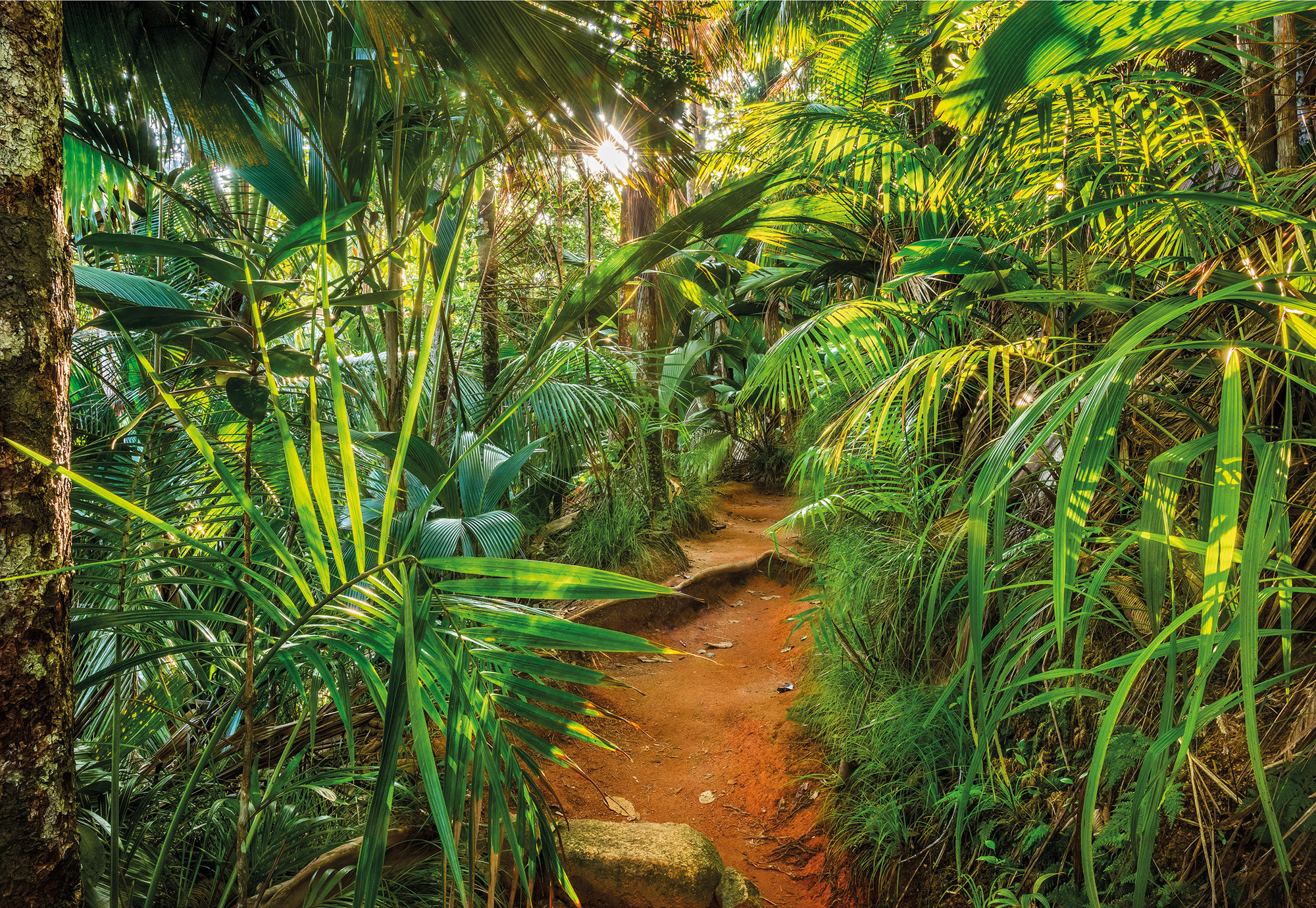 Hình ảnh rừng cây nhiệt đới