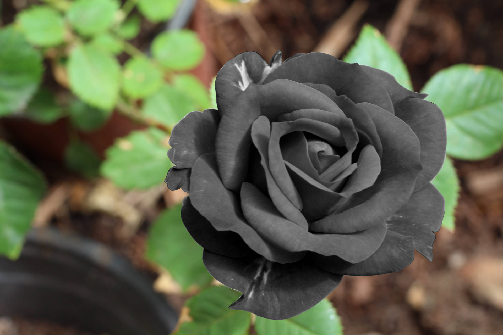 Ảnh nền bông hoa hồng đen