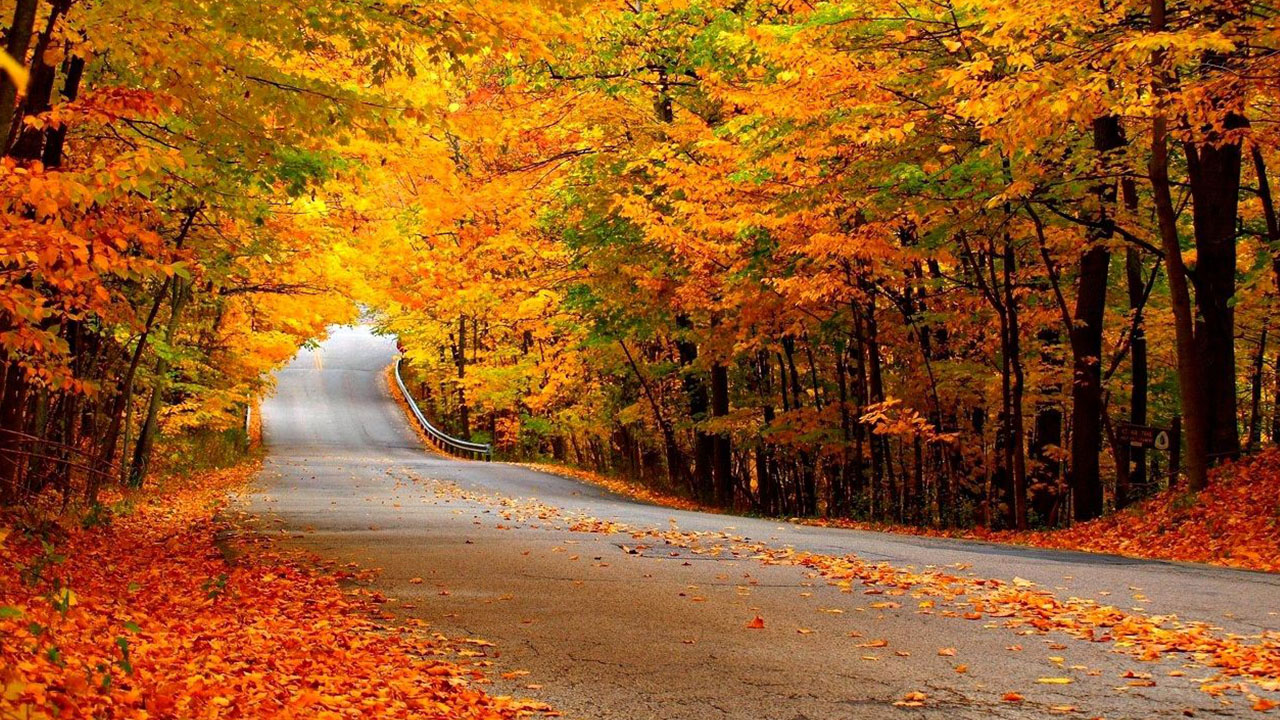 Hình ảnh nền con đường mùa thu