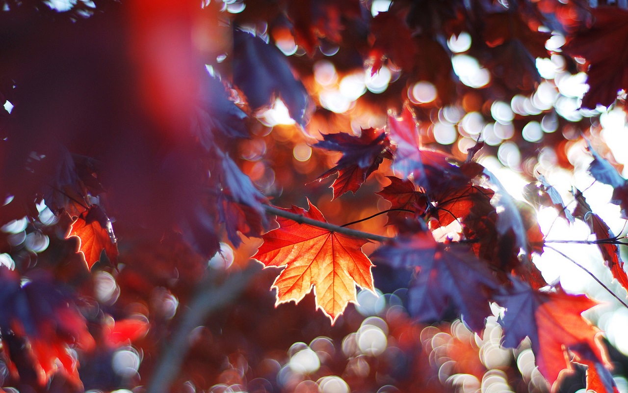 Hình ảnh nền lá đỏ mùa thu