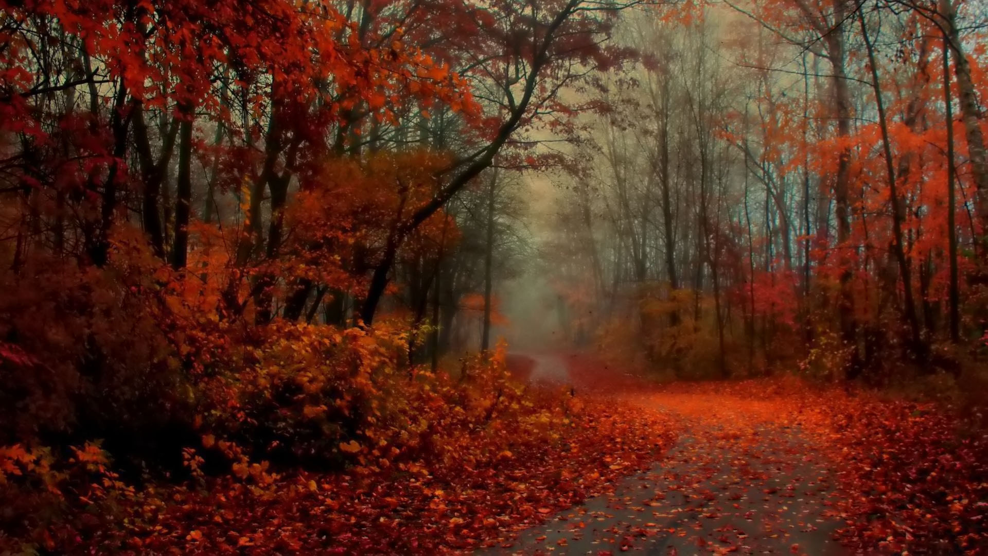 Hình ảnh nền mùa thu Full HD đẹp