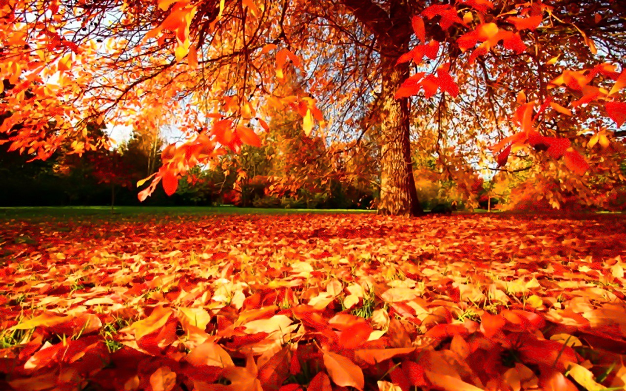 Hình ảnh nền mùa thu lá rơi