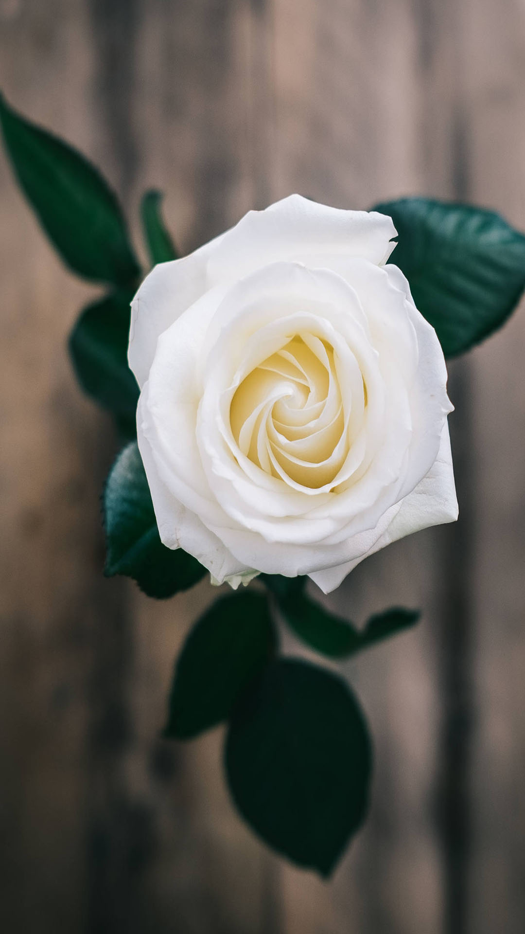 Hình nền bông hoa hồng trắng