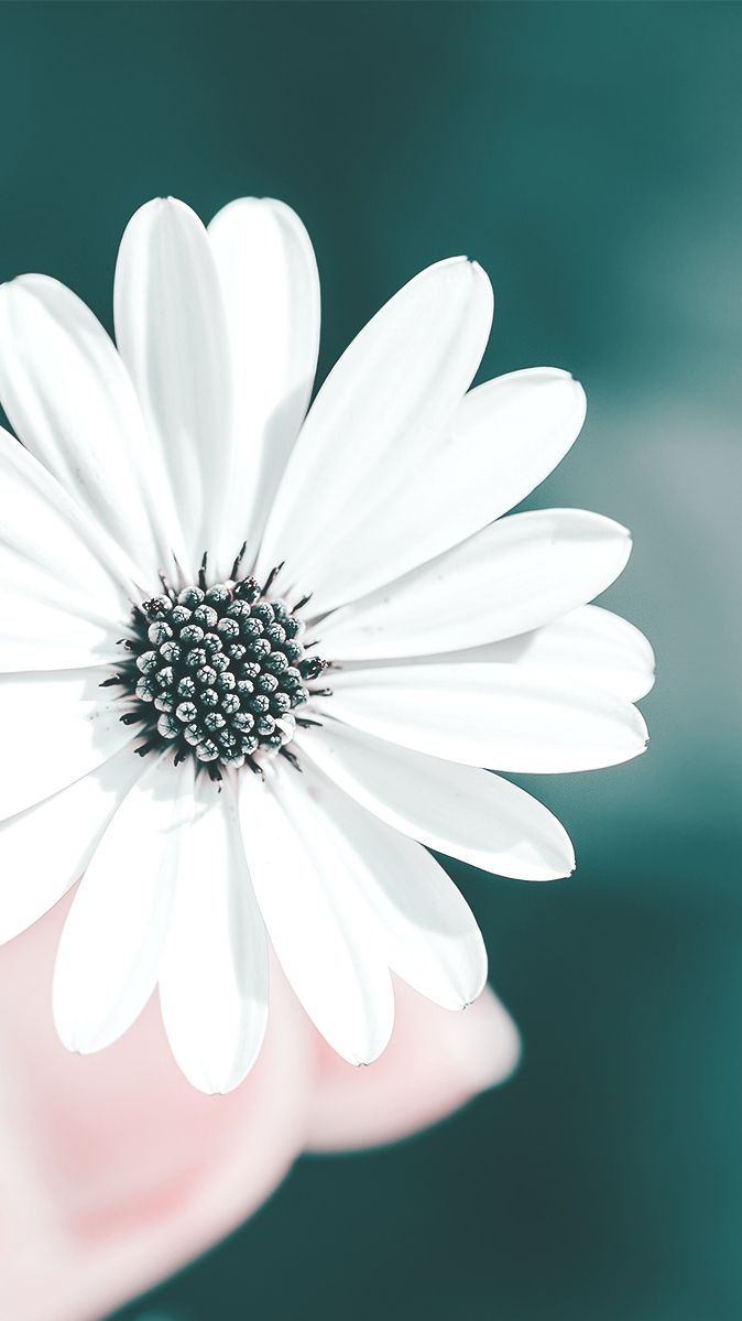 Hình nền bông hoa trắng