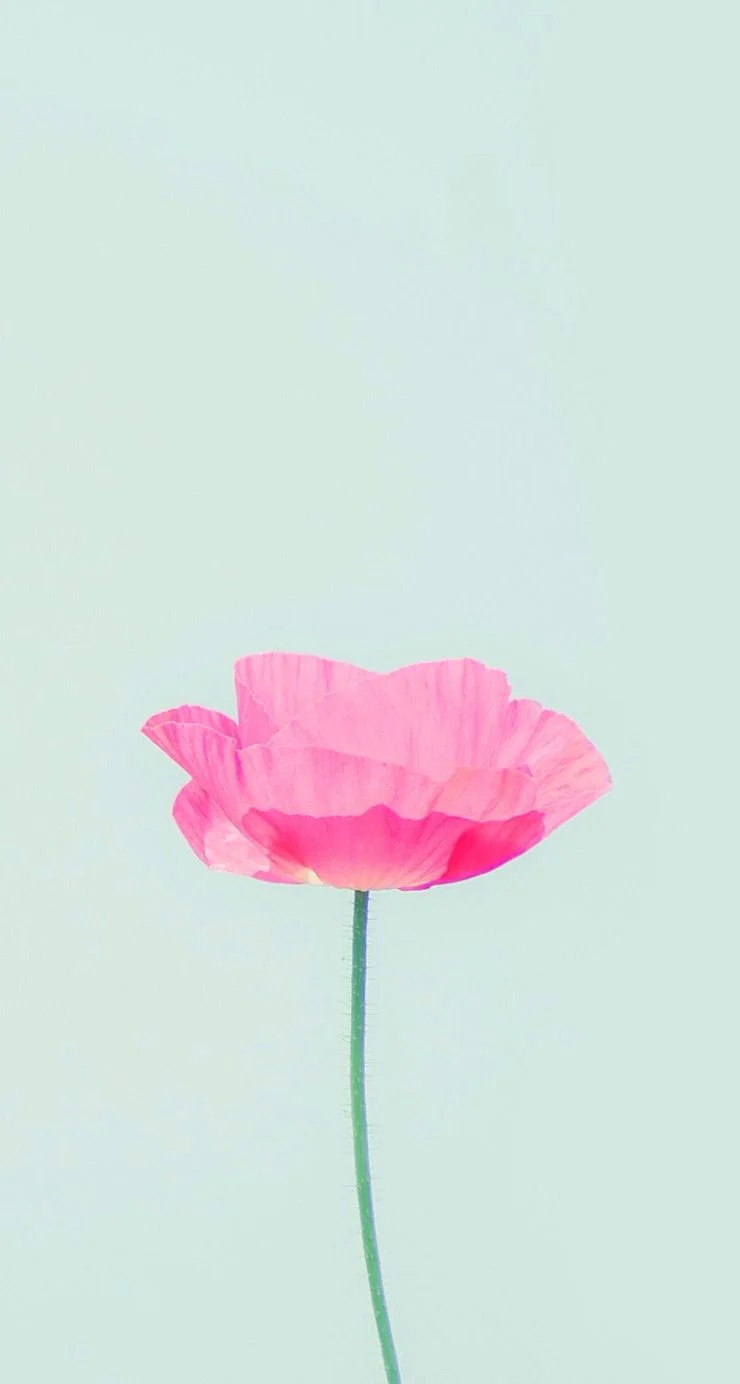 Hình nền iPhone bông hoa