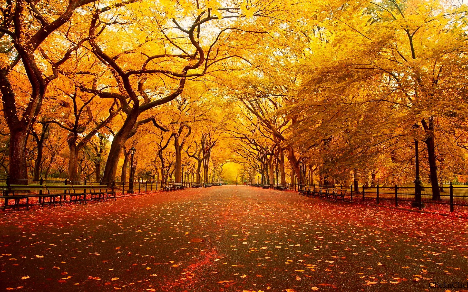 Hình nền mùa thu lá vàng