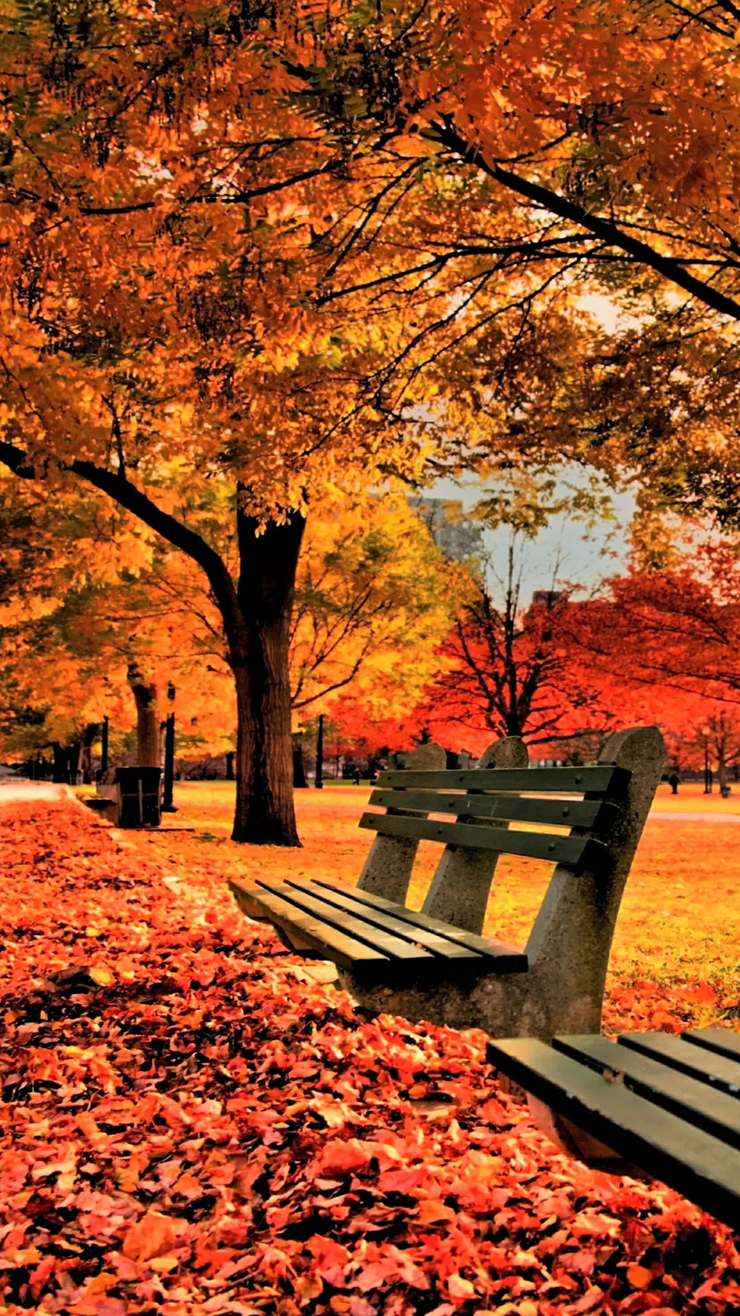 Bộ hình nền lá phong đỏ siêu đẹp của mùa thu  thptlamnghiepeduvn