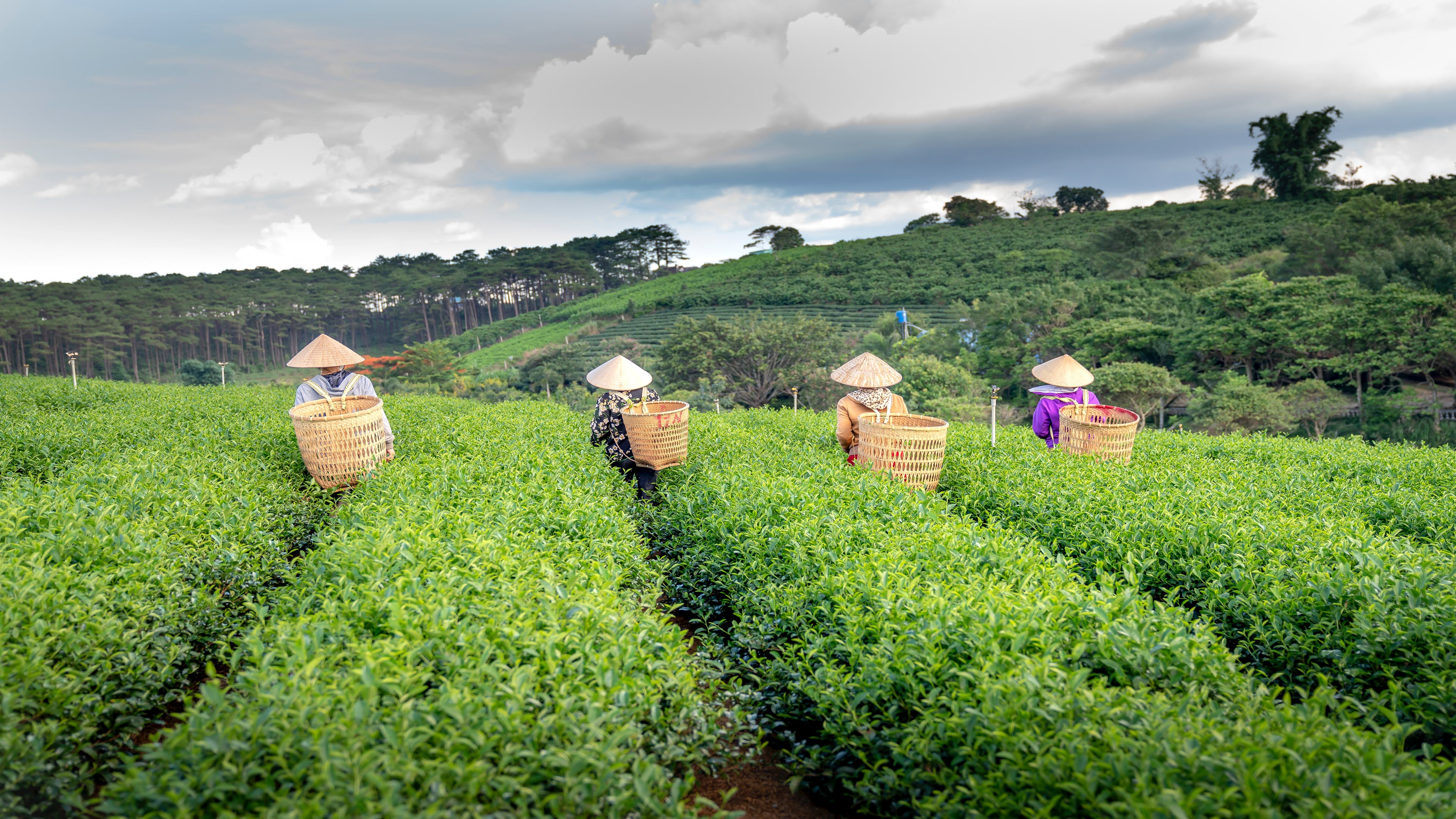 Hình nền đống trà Thái Nguyên nước ta 4K