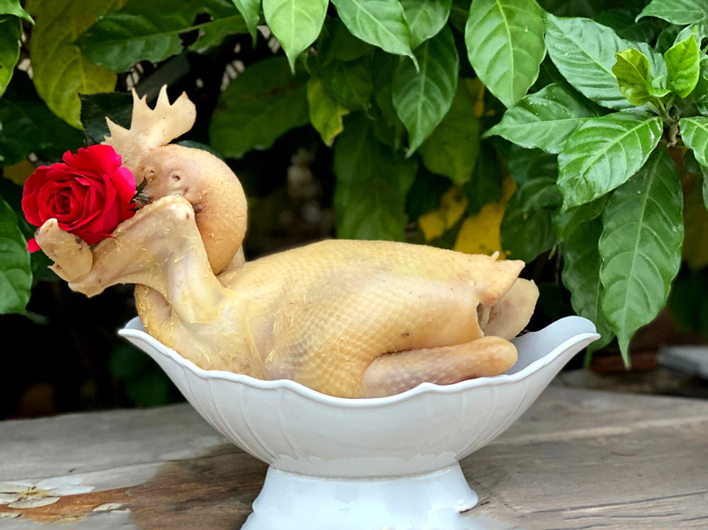 Hình hình họa gà cúng lễ ngậm huê hồng đẹp