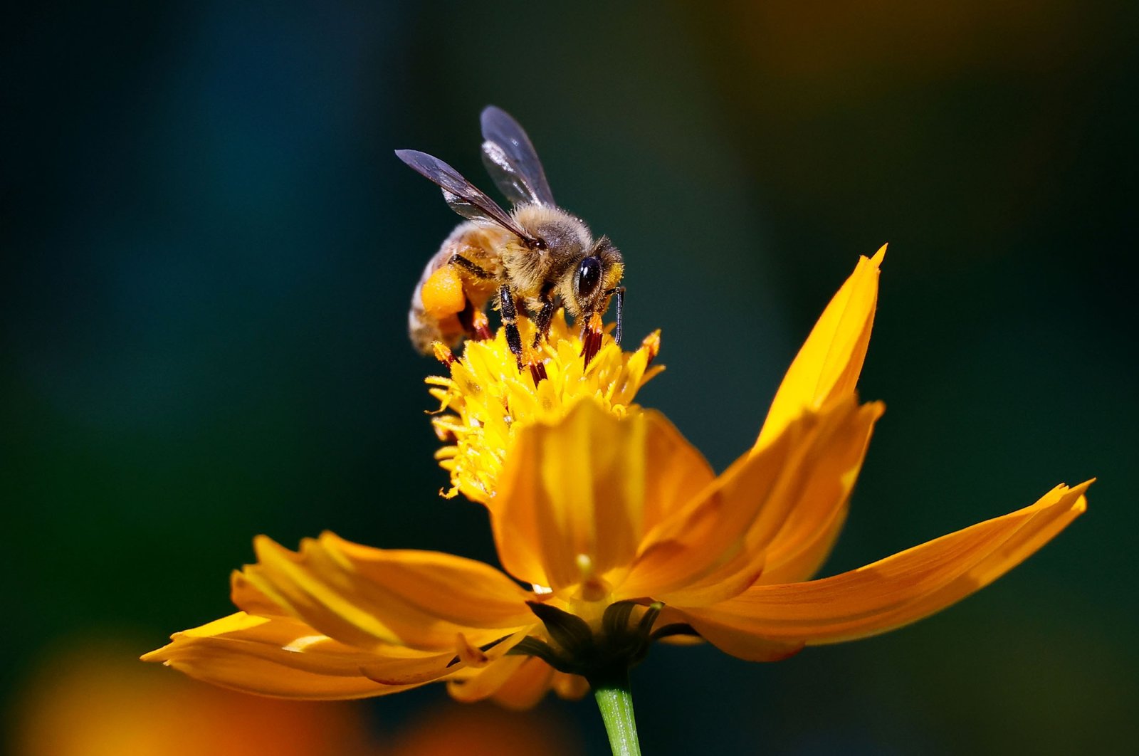 Hình ảnh con ong lấy mật nghệ thuật