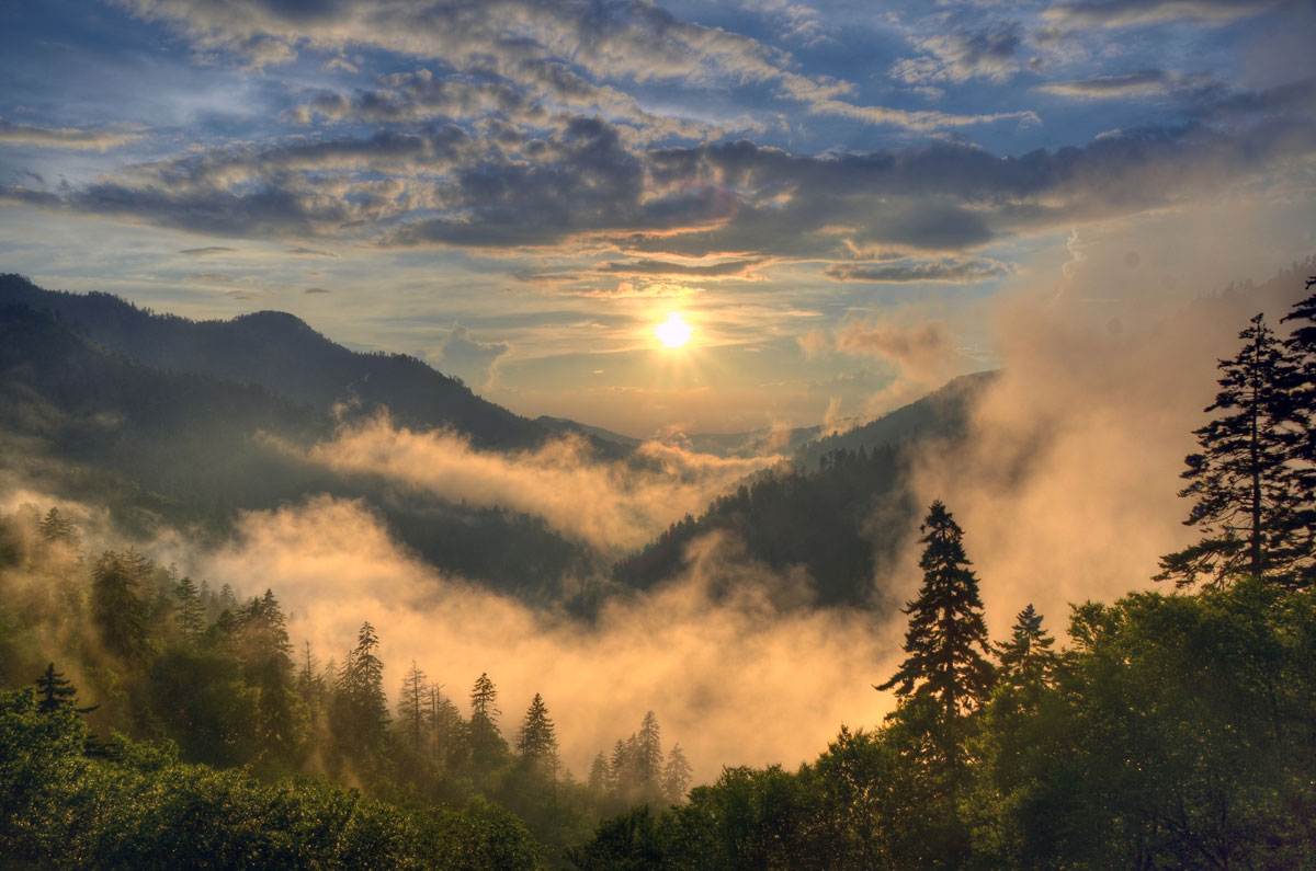 Hình ảnh nghệ thuật cánh rừng mây
