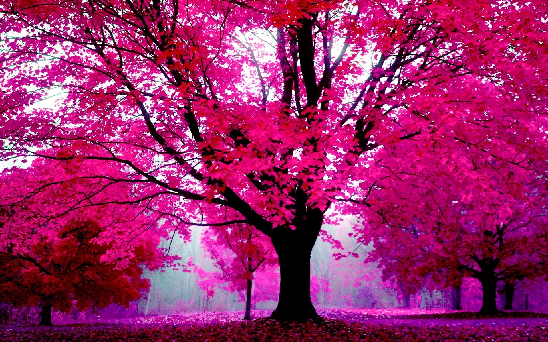 Hình nền cây màu hồng đẹp dễ thương