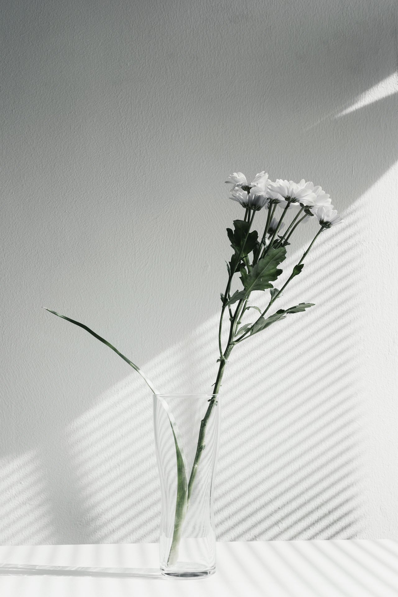 Hình nền hoa cúc trắng đẹp nhất Full HD