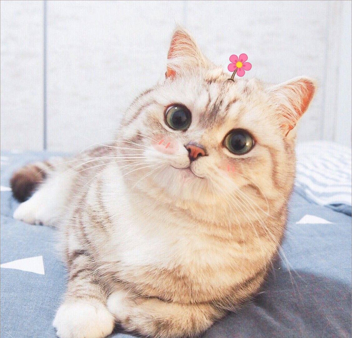 Lóa Mắt Với 101 Hình Ảnh Avatar Mèo Cute Đáng Yêu Đẹp Mắt
