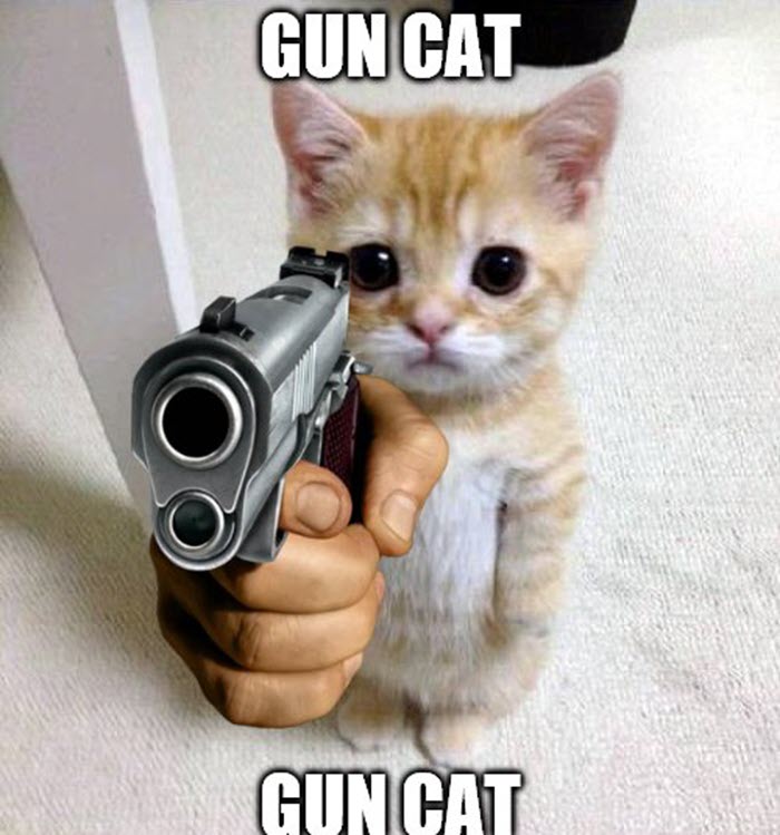 Ảnh meme mèo cầm súng cực hài hước