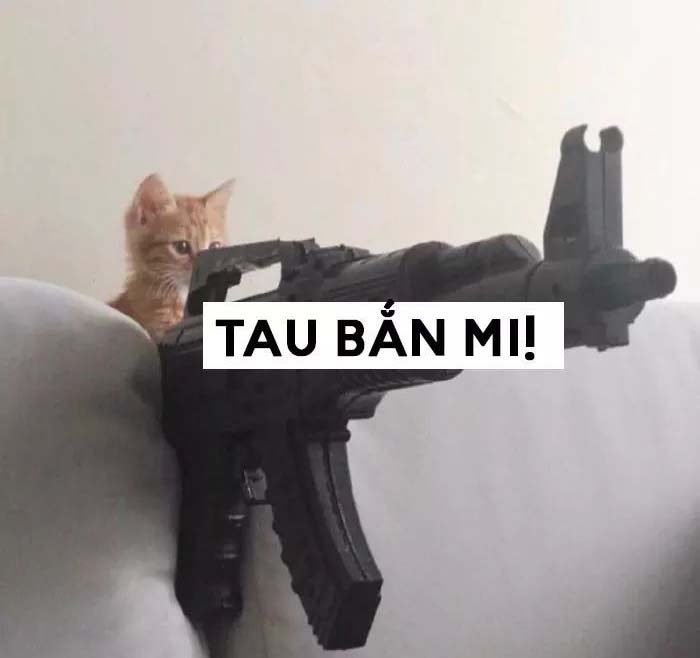 Ảnh mèo cầm súng