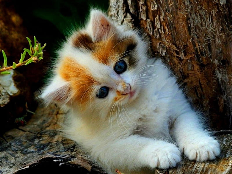 Avatar cute mèo dễ thương