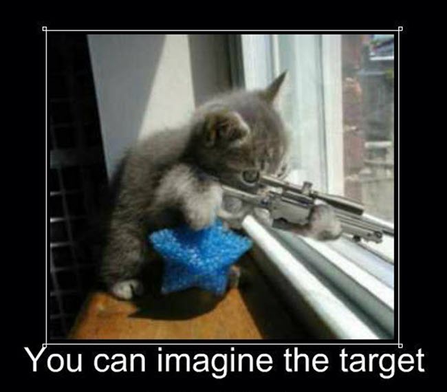 Hình ảnh meme mèo cầm súng