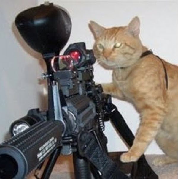 Hình meme mèo ngắm súng