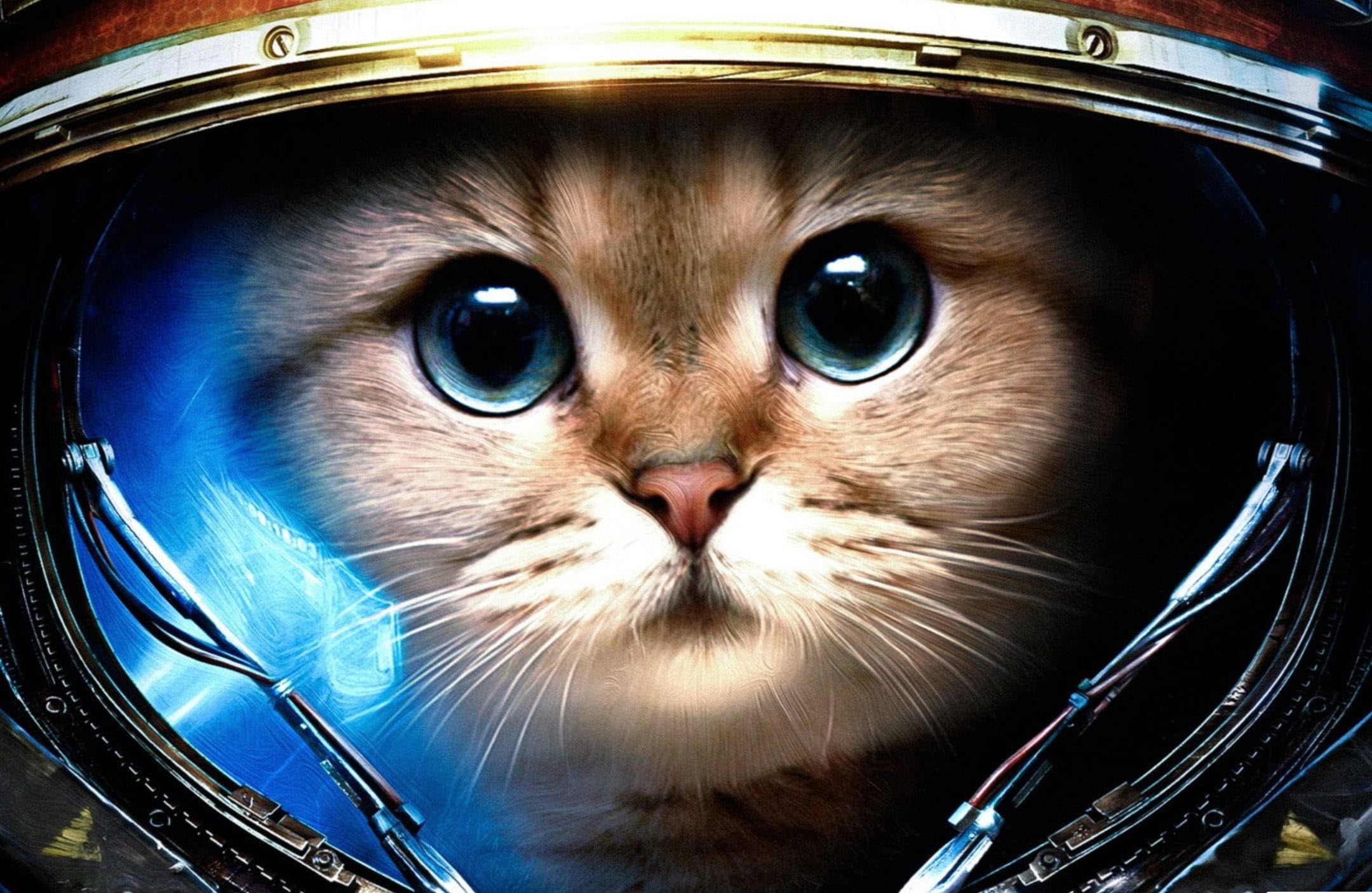 Top 100 hình nền mèo cute cho máy tính Những hình ảnh đáng yêu nhất
