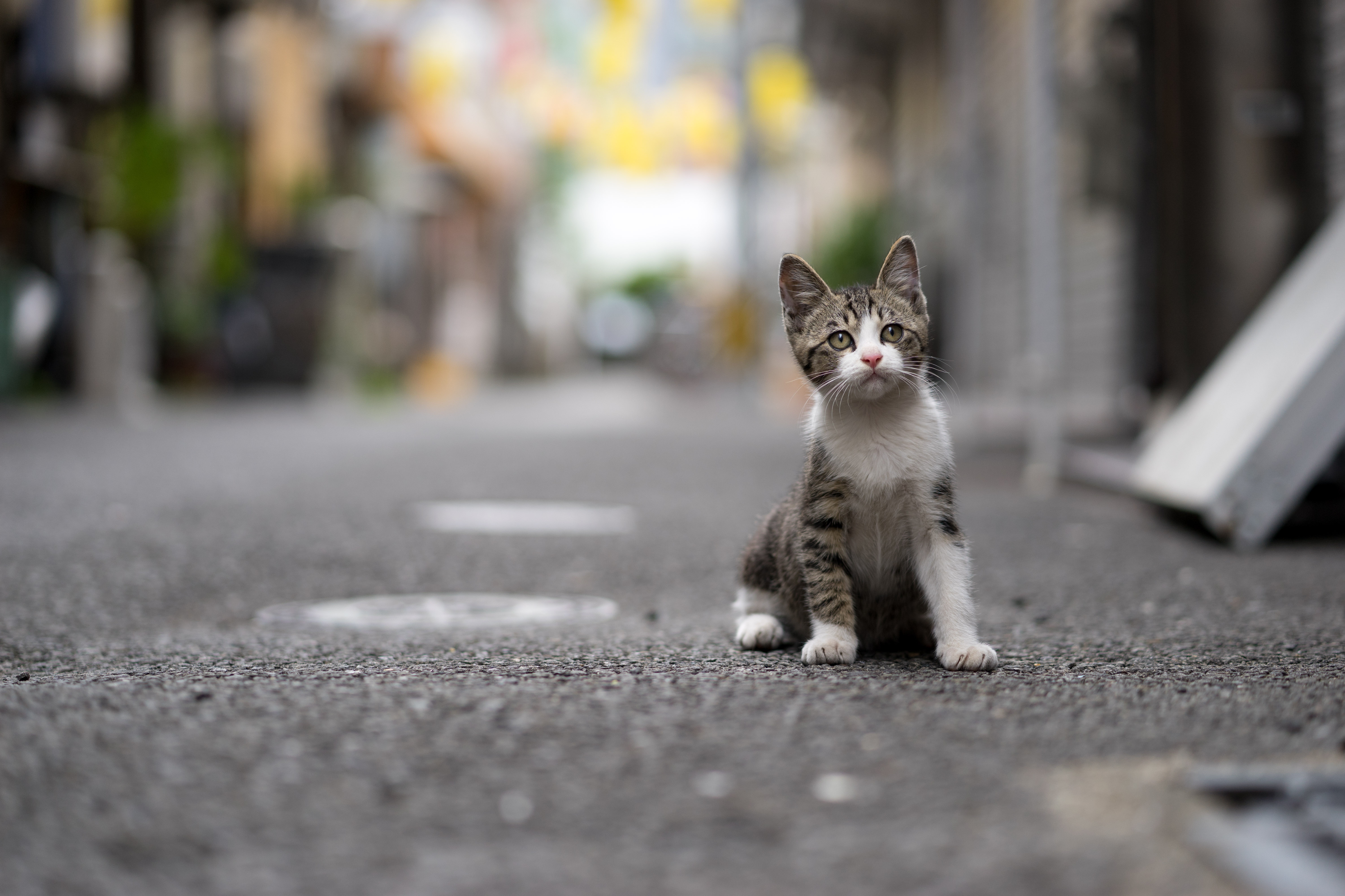 Кошки когда можно на улицу. Кошка на улице. Бездомные котята. Уличная кошка. Котенок на дороге.