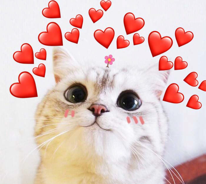 Meme con mèo trái tim đẹp