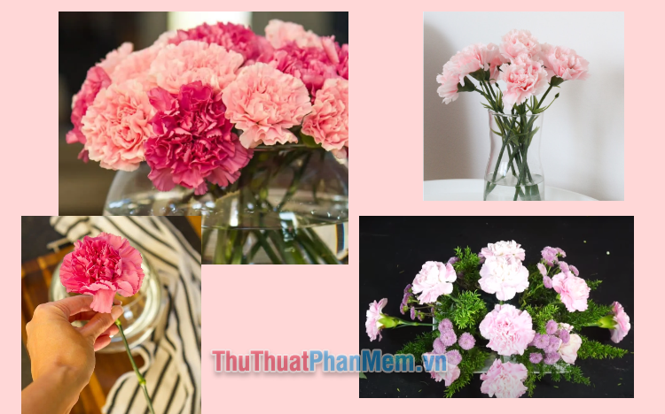 Cách cắm hoa cẩm chướng đơn giản mà đẹp, hiện đại