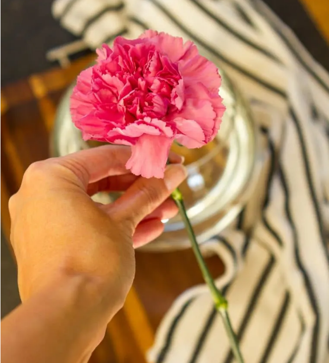 Cách cắm hoa cẩm chướng đơn giản với bình thủy tinh tròn