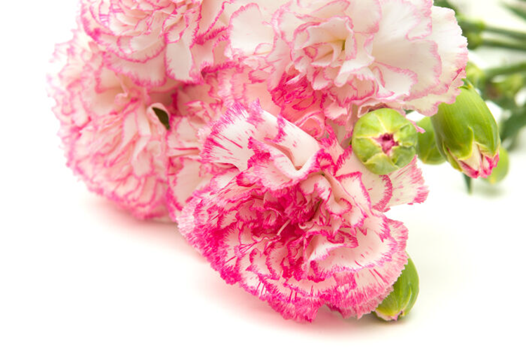 Ý nghĩa hoa cẩm chướng theo từng màu sắc của hoa