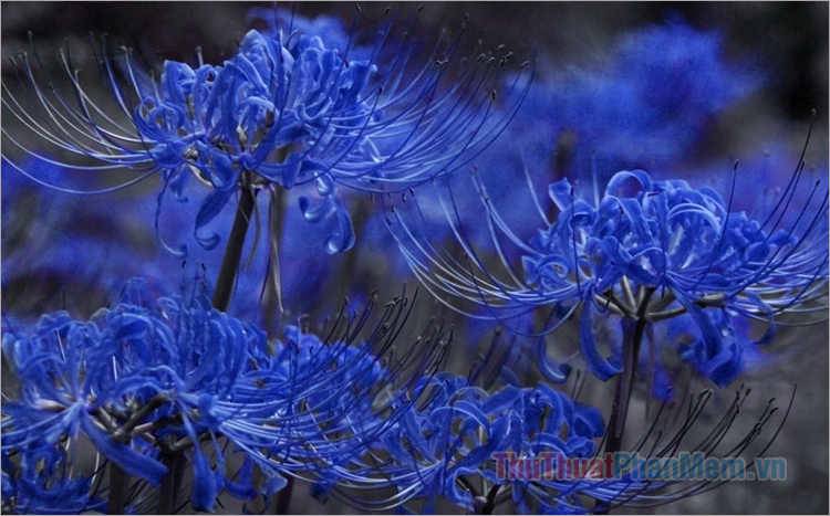 Hình ảnh hoa Bỉ Ngạn xanh tuyệt đẹp