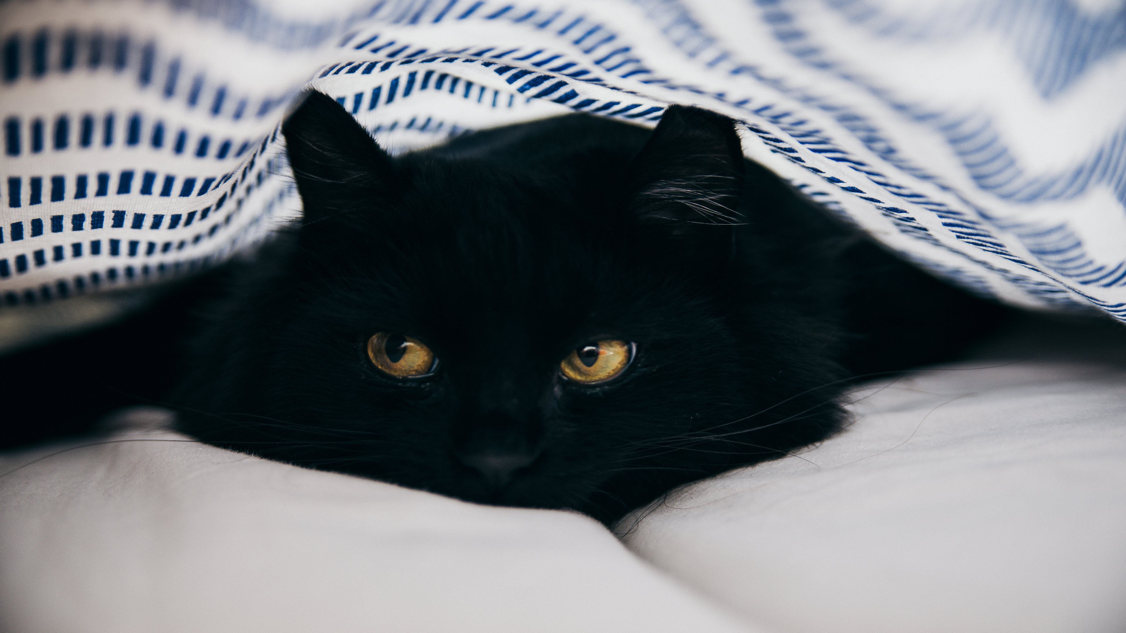 Ảnh nền mèo màu đen 4K
