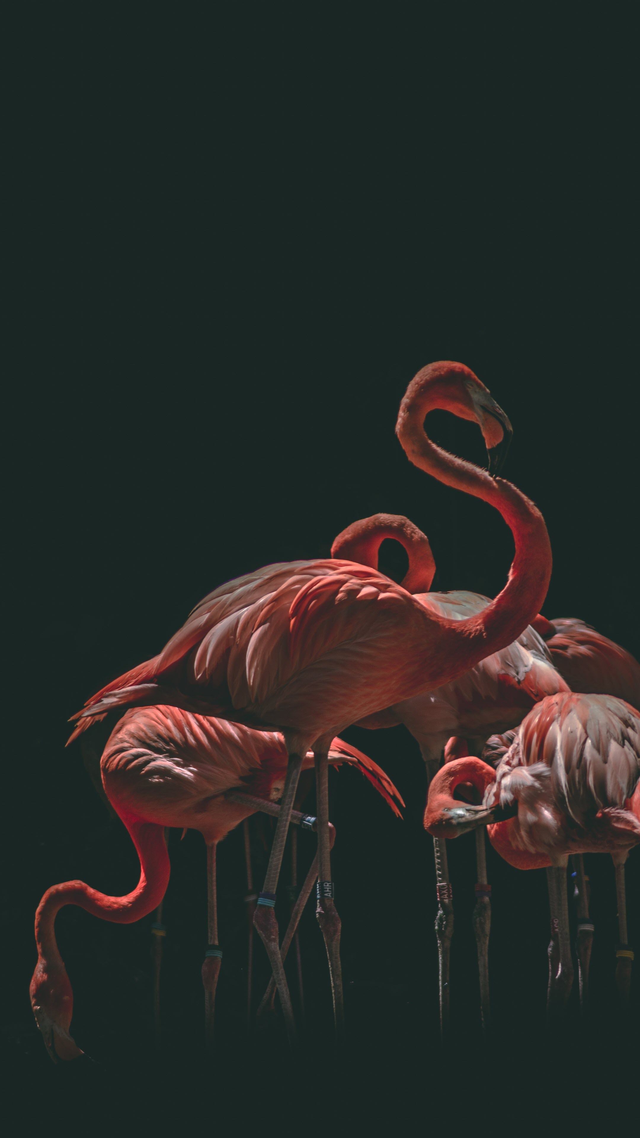 Hình nền di động Flamingo 4K tuyệt đẹp