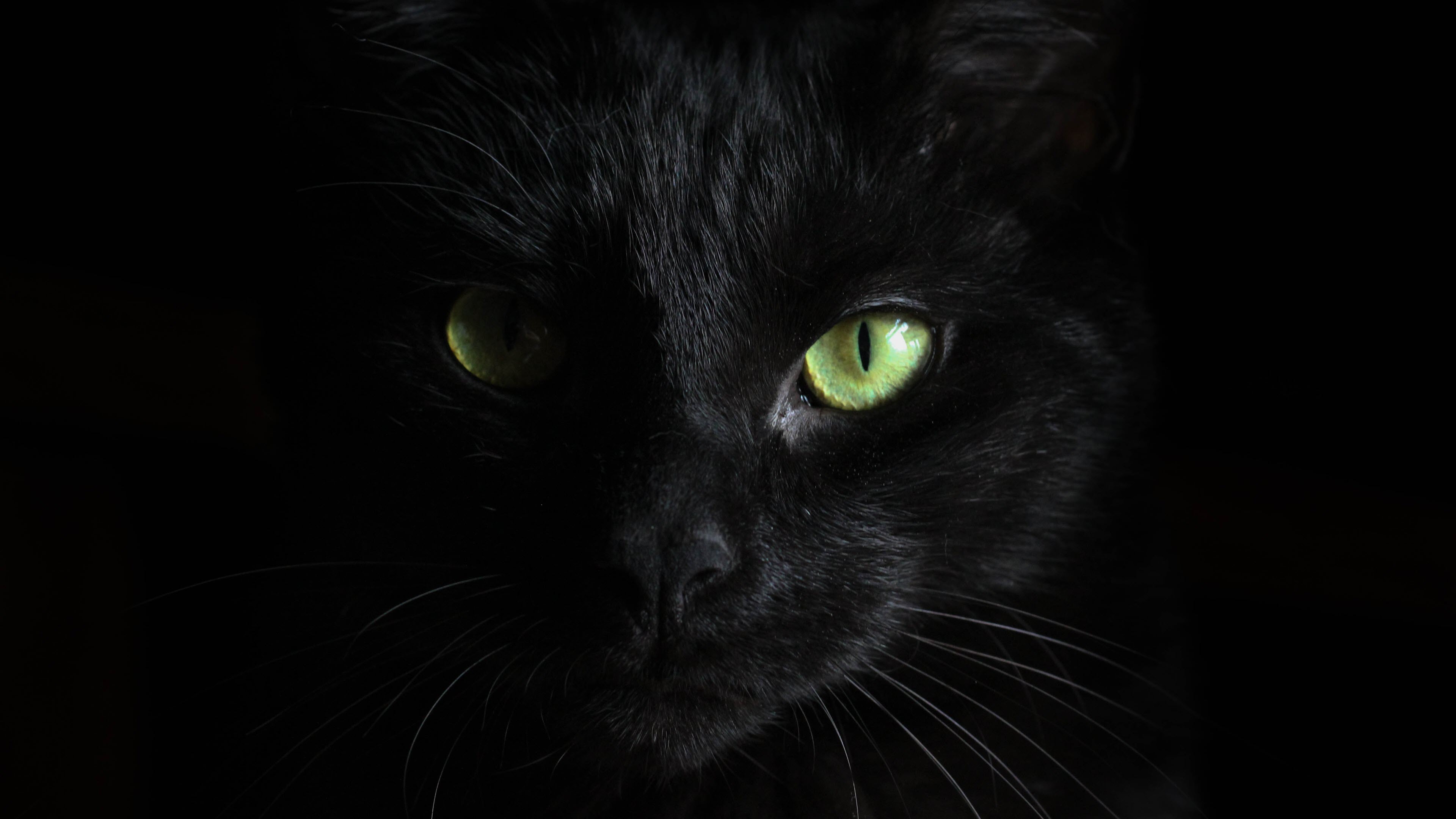 Hình nền máy tính mắt mèo đen 4K