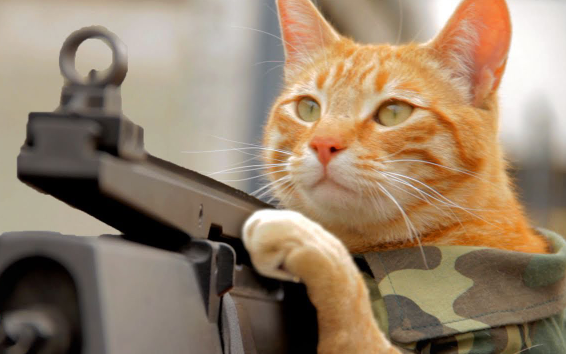 Ảnh mèo bắn súng game Free Fire