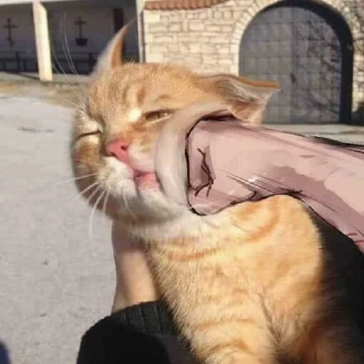 Meme mèo ăn nắm đấm