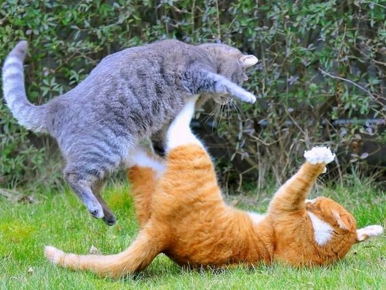 Meme mèo đánh nhau dễ thương