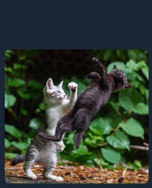 Meme mèo đánh nhau hài hước vui vẻ