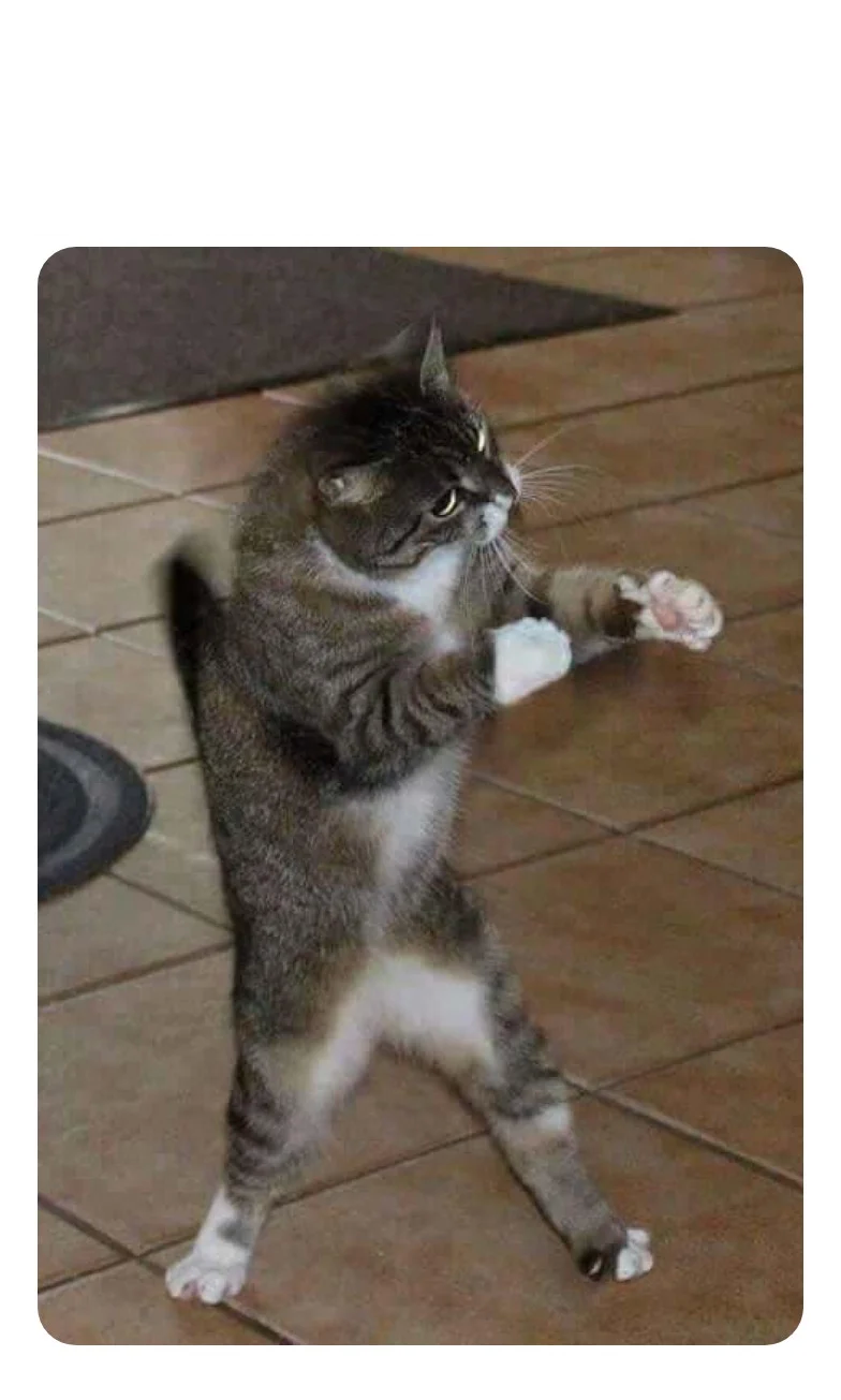 Meme mèo giơ nắm đấm đánh nhau hài hước