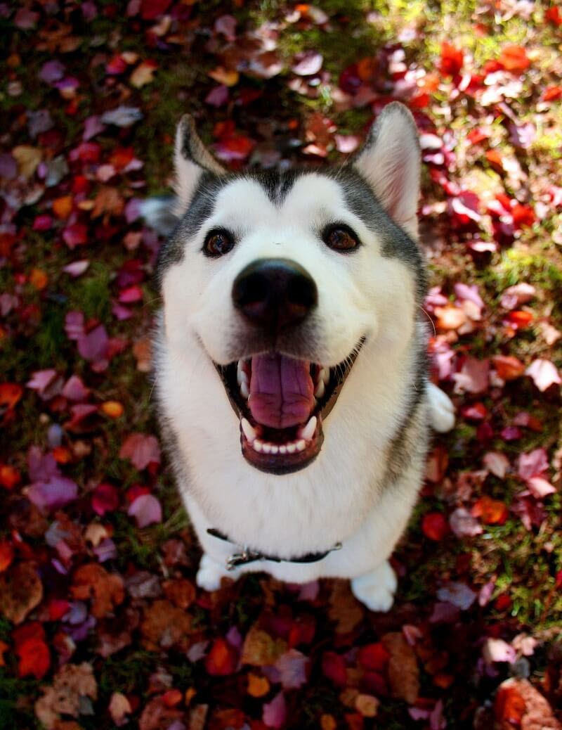 Hình nền Nền Chú Chó Husky Với đôi Mắt Xanh Và Những Bông Hoa Trên Bàn Gỗ  Nền, Pomsky Hình ảnh Background Vector để tải xuống miễn phí - Pngtree
