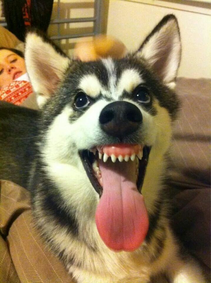 Hình ảnh chó Husky hài hước đáng yêu