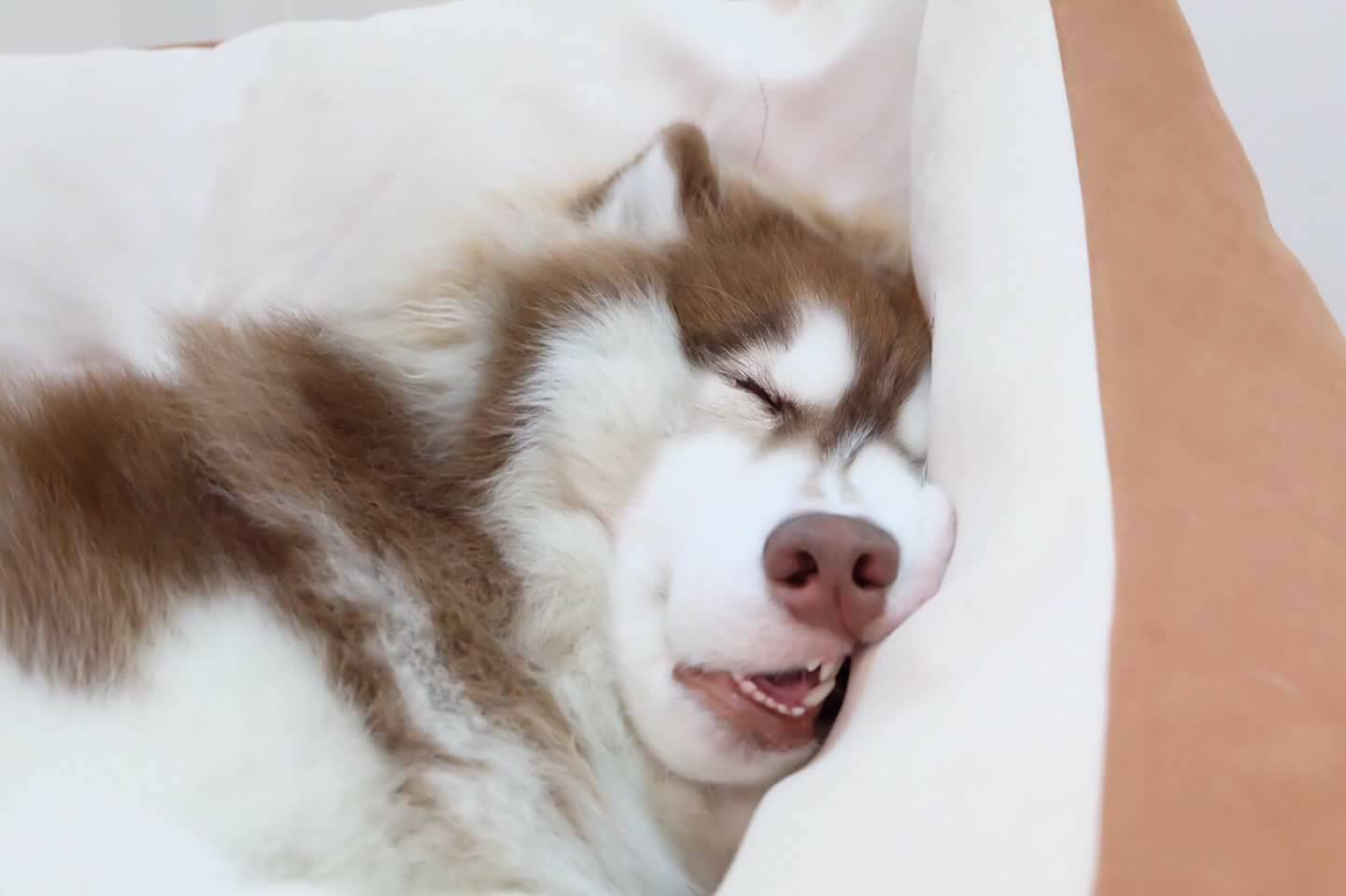 Hình ảnh chó ngáo ngủ hài hước cực chất