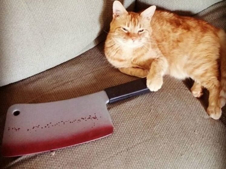 Chú mèo ngộ nghĩnh cầm dao