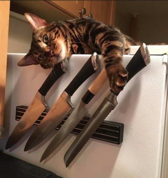 Chú mèo cầm dao siêu ngộ nghĩnh