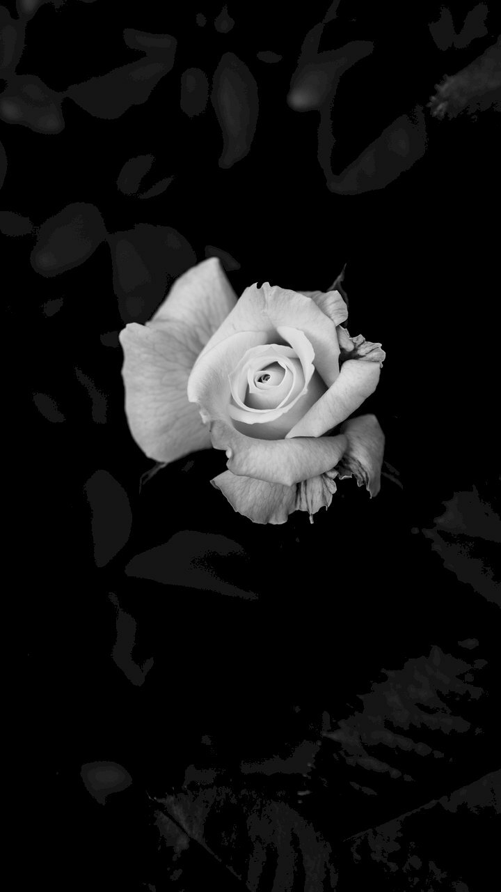 Hình ảnh bông hoa buồn trắng đen đẹp