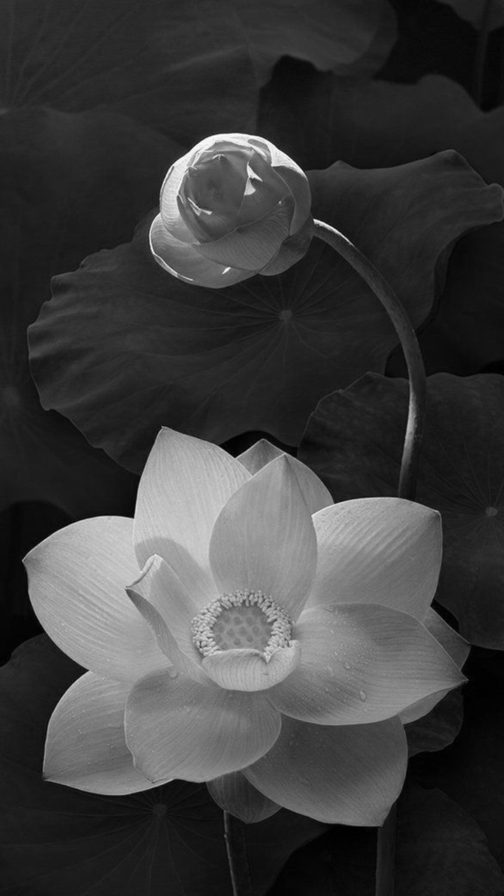 Hình ảnh đại diện bông hoa sen trắng