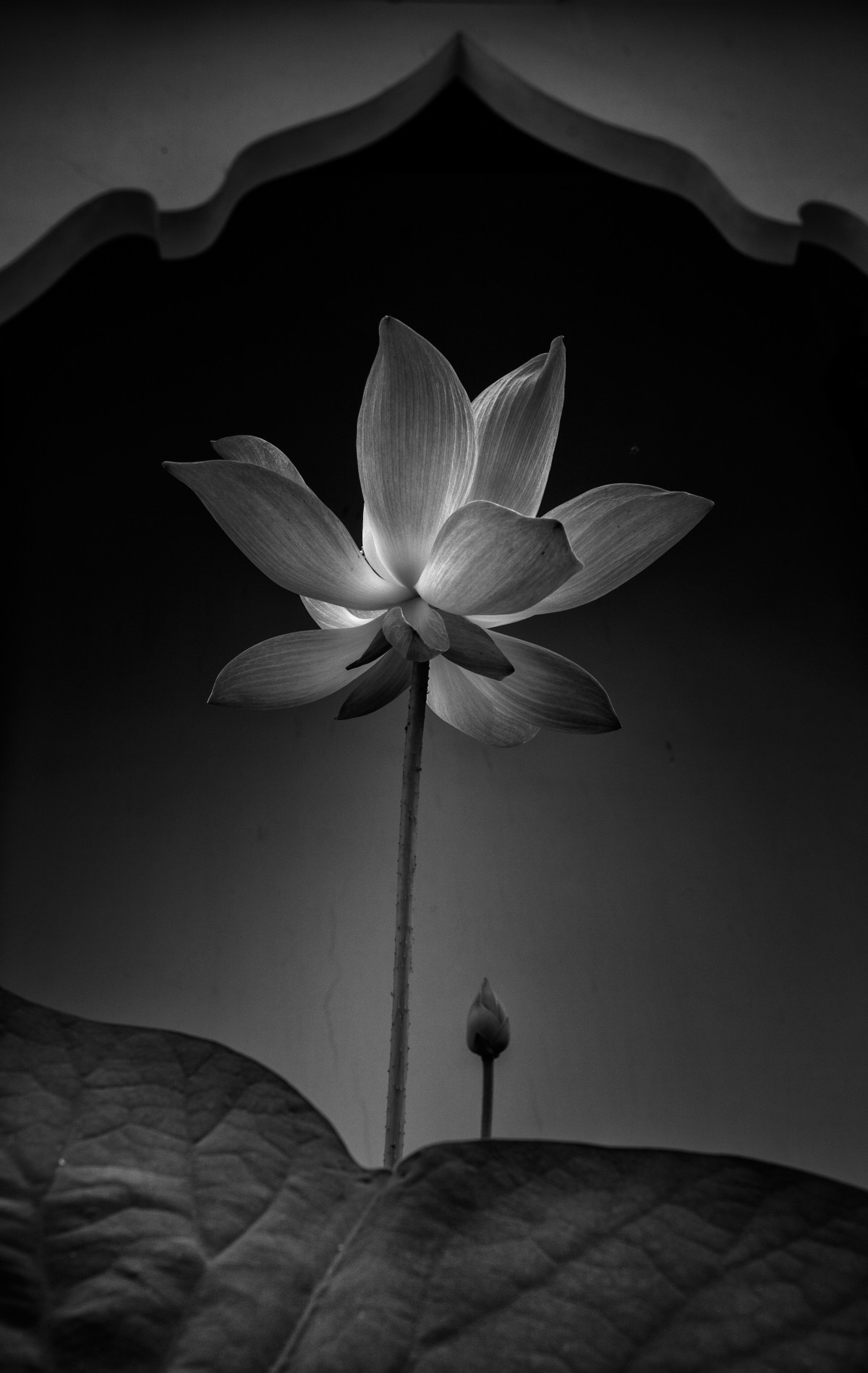 Hình hình ảnh hoa sen White đen sạm tang lễ