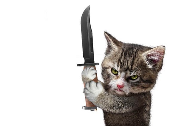 Hình ảnh chú mèo cầm hài dao