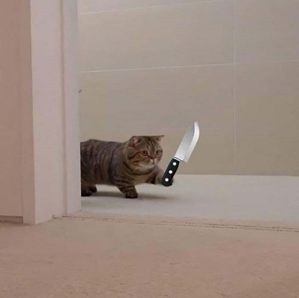 Hình ảnh chú mèo cầm dao siêu ngộ nghĩnh