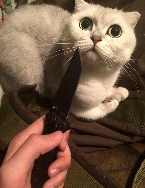 Meme mèo cầm dao hài hước nhất